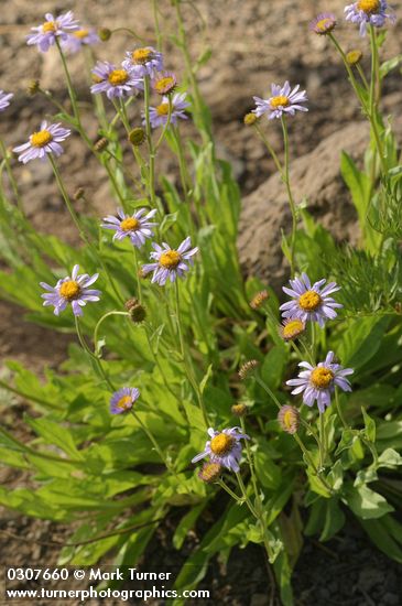 Erigeron peregrinus ssp. callianthemus