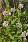 Subalpine Daisies