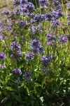 Taper-leaved Penstemon, backlit