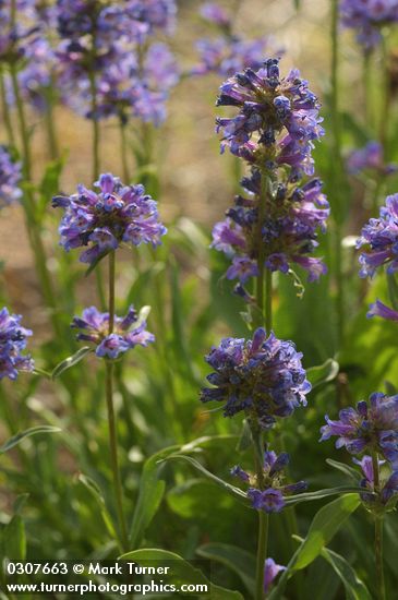 Penstemon attenuatus