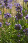 Taper-leaved Penstemon blossoms, backlit