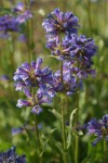 Taper-leaved Penstemon blossoms