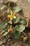 Goosefoot Violet