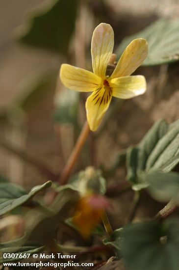 Viola purpurea