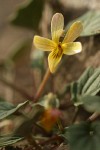 Goosefoot Violet