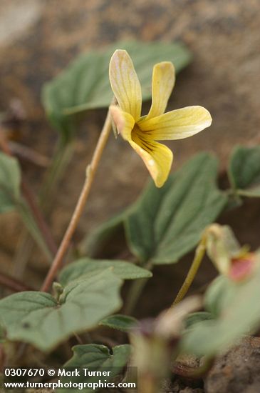 Viola purpurea