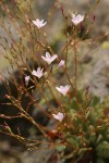 Wallowa Lewisia