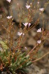 Wallowa Lewisia