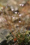 Wallowa Lewisia