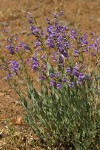 Elegant Penstemon