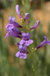 Elegant Penstemon blossoms detail