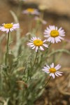 Eaton's Shaggy Daisy