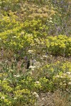 Dry natural rock garden w/ Buckwheat, Elegant Penstemon, Yarrow