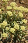 Golden Eriogonum