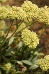 Golden Eriogonum flower umbels detail