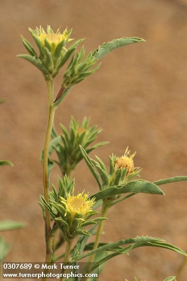 Pyrrocoma carthamoides (Happlopappus carthamoides)