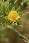 Largeflower Goldenweed blossom & bracts extreme detail