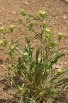 Largeflower Goldenweed