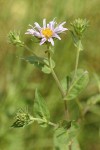 Western Meadow Aster blossom & foliage detail