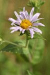 Western Meadow Aster blossom detail