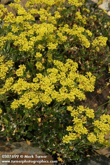 Eriogonum umbellatum