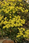 Sulphur Eriogonum