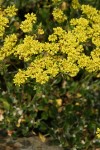 Sulphur Eriogonum