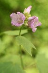 Bush Mallow blossoms & foliage detail