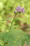 Bush Mallow blossoms & foliage detail