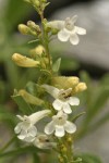 Hot Rock Penstemon blossoms