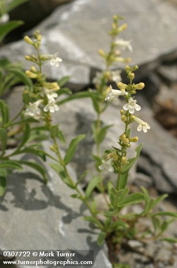 Penstemon deustus