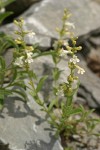 Hot Rock Penstemon