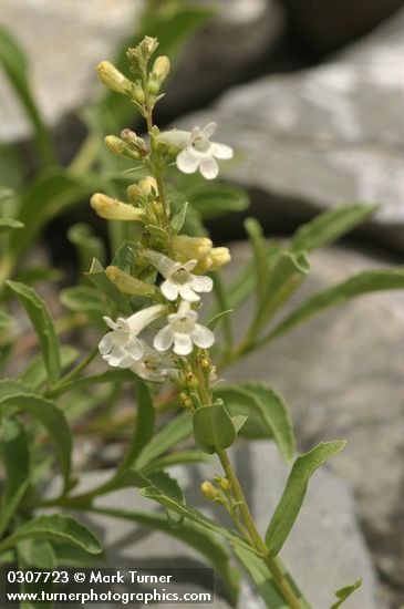 Penstemon deustus