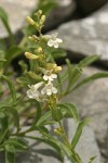 Hot Rock Penstemon