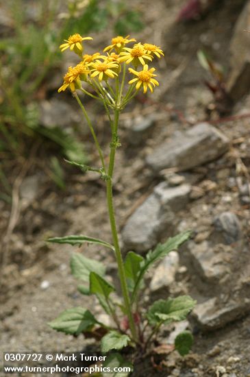 Packera streptanthifolia