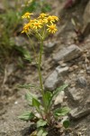 Rocky Mountain Groundsel