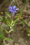 Explorer's Gentian