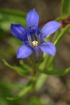 Explorer's Gentian blossom detail