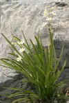 Alpine Death Camas