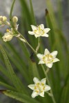 Alpine Death Camas blossoms detail