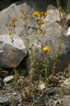 Western St. John's Wort