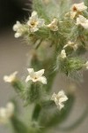 Northern Cryptantha blossoms detail