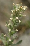 Northern Cryptantha blossoms