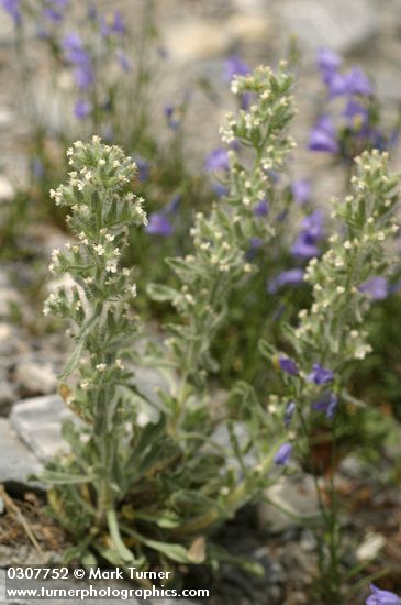 Cryptantha celosioides