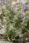 Northern Cryptantha