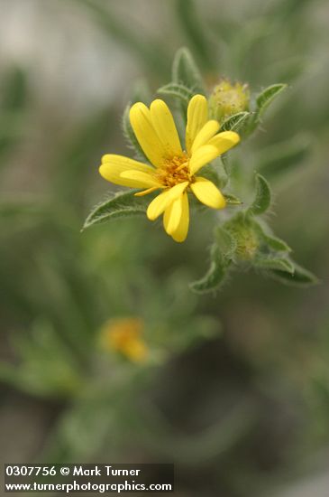 Heterotheca villosa var. minor (Chrysopsis villosa var. hispida)