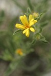 Hairy Goldaster blossom detail