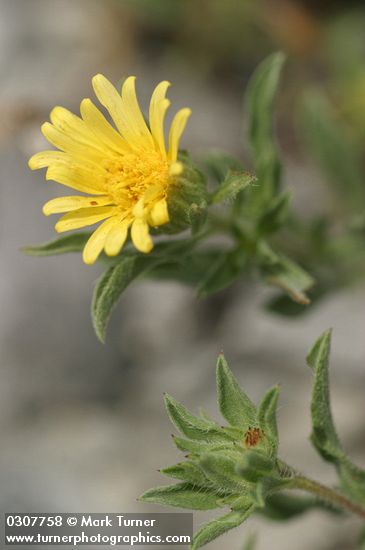 Heterotheca villosa var. minor (Chrysopsis villosa var. hispida)