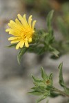 Hairy Goldaster blossom detail