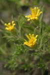 Hairy Goldaster blossoms